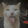 leoNmx